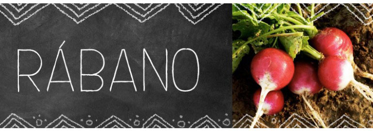 Recetas rabano