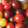 tomates orgánicos