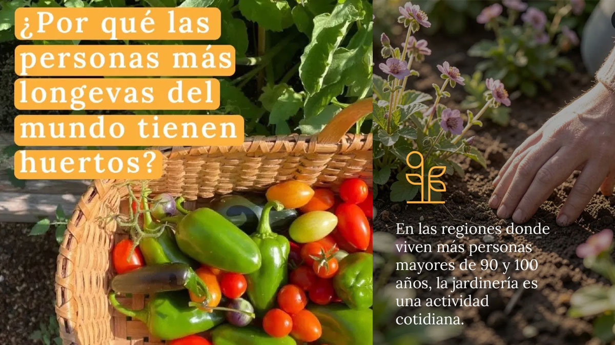 Por qué las personas más longevas del mundo tienen huertos
